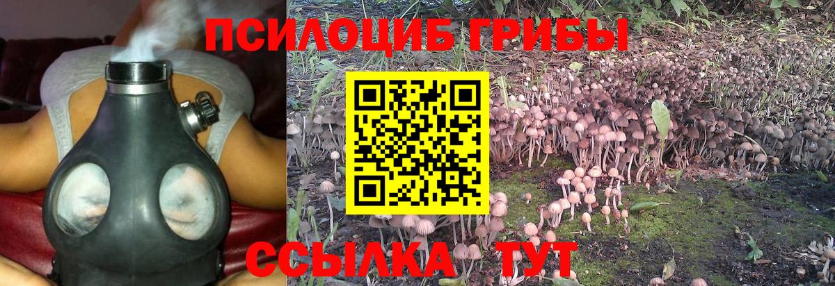 Галлюциногенные грибы Psilocybine cubensis Назарово